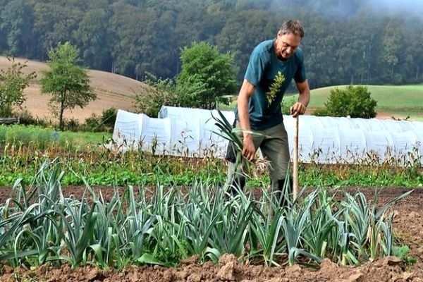 onion harvest