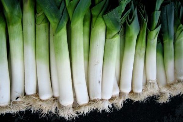 leek