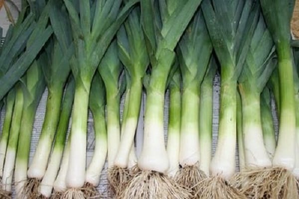 Leek