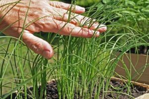 Planting, growing and caring for leeks outdoors