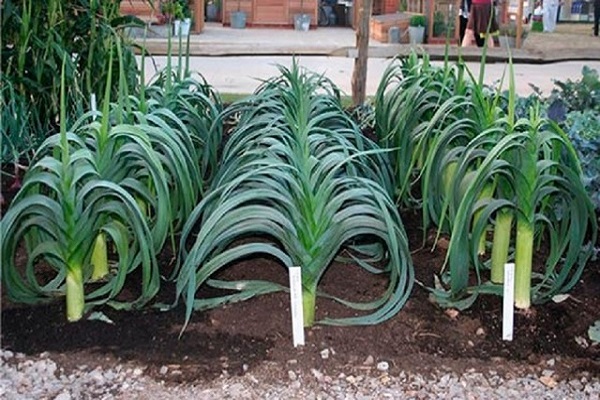 arbustos plantados