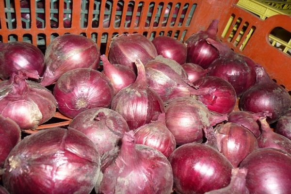 Onion Red Baron: description and characteristics of the variety ...