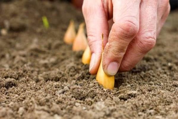 spring planting