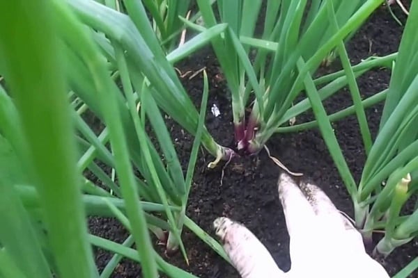 protect seedlings