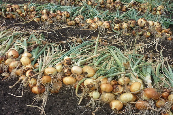 ripeness of bulbs