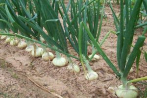 Descripción de cebollas, plantación, cultivo y cuidado en campo abierto.