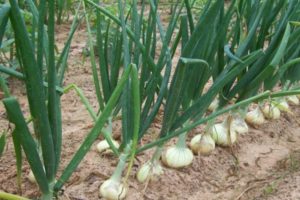 Descripción, cultivo, plantación y cuidado de las cebollas Stuttgarter Riesen