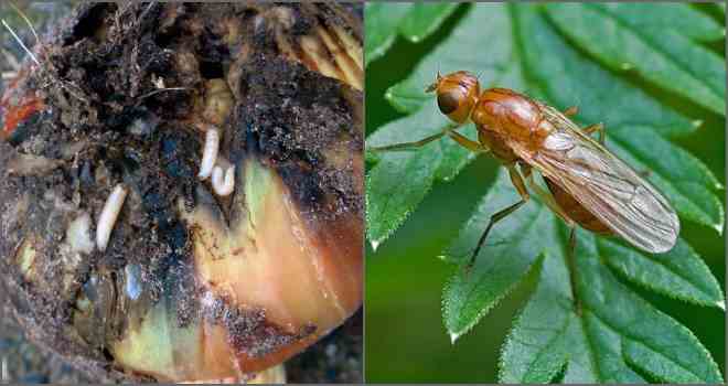 onion fly appearance