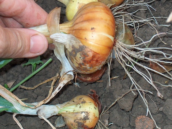 cibule poškozena cibulkou