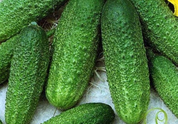 salinas cucumber appearance