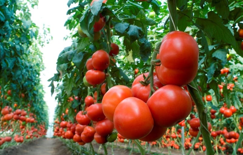 tomato bushes Kriviansky