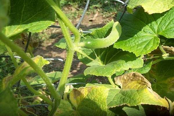 melon aphid