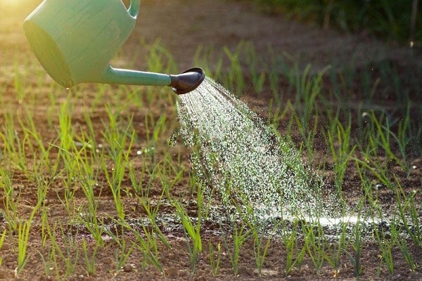 amor de las plantas perennes