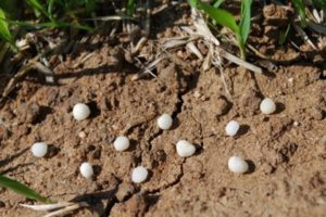 Kas yra karbamidas (karbamidas), trąšų naudojimo sode instrukcijos