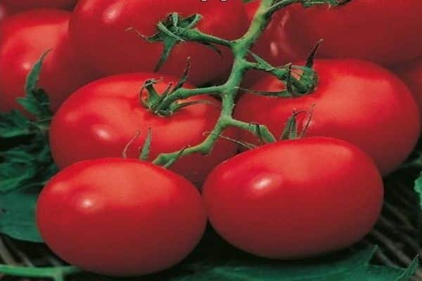 tomatoes in the greenhouse