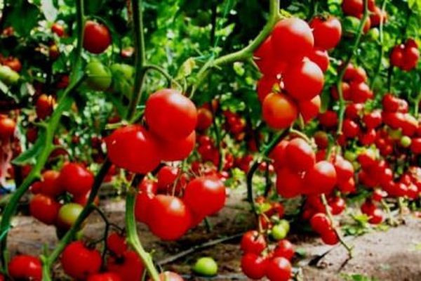 tomatoes harvest