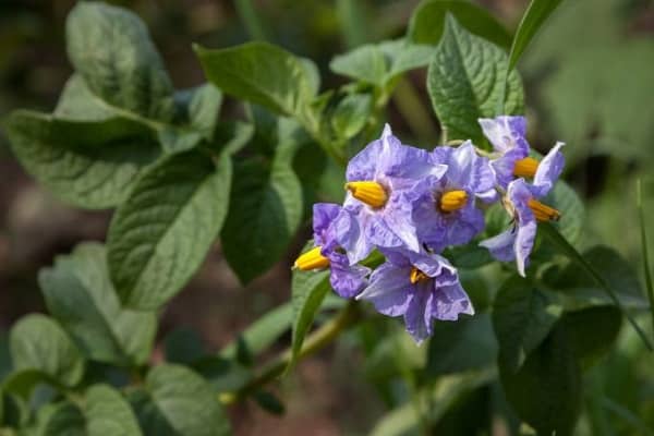 flowering time