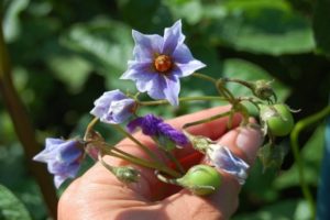 Avez-vous besoin de cueillir des fleurs sur les pommes de terre pendant la floraison pour augmenter les rendements?