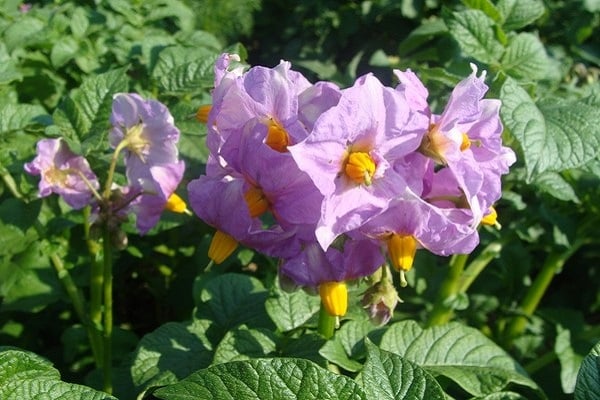 fleurs de pomme de terre