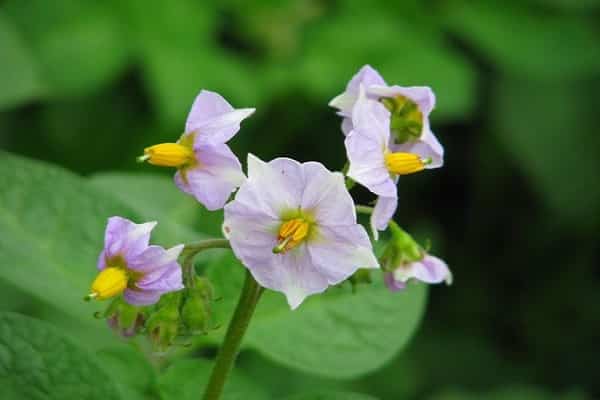 flowery species