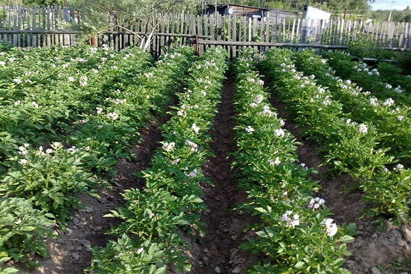 potato varieties