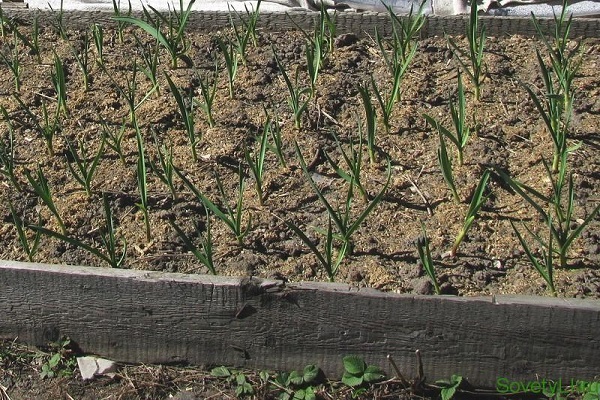 ripening of the crop