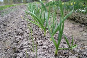 ¿Necesito sacar la tierra de las cabezas de ajo antes de cosechar?