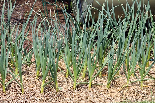 cabezas de ajo