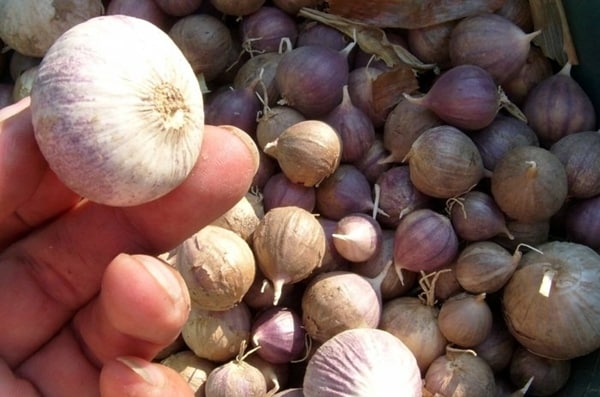 penampilan bawang putih satu cengkih