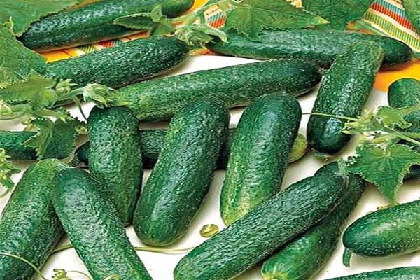 cucumbers lie