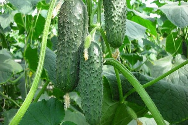 cucumber mosaic