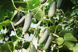 Description of the Aztec cucumber variety, its characteristics and cultivation