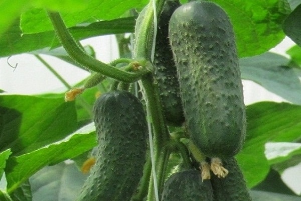 pepino bettina