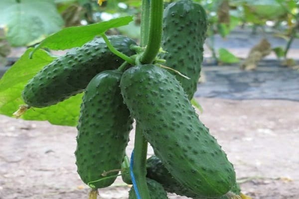 flores para mujer