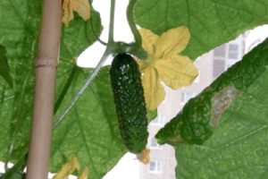 Description of the Bettina cucumber variety, cultivation features and yield