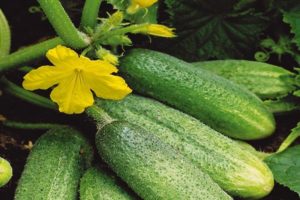 Description of the Bidrett f1 cucumber variety, features of cultivation and care