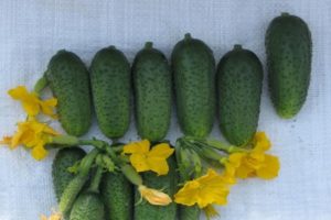 Description of cucumbers of the Bogatyrskaya power variety, their characteristics and cultivation