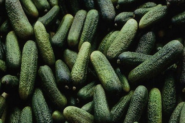 cucumbers Dirigent