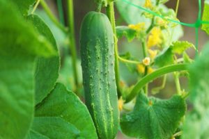 Description of cucumber variety Dirigent F1, its yield and cultivation