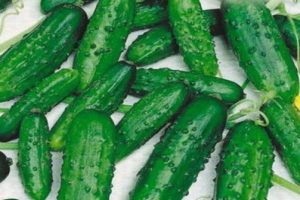 Description of the Ira cucumber variety, features of cultivation and care