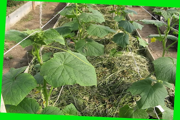 growing cucumbers