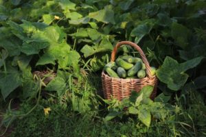 Descripción de la variedad de pepinos de la familia Esmeralda, características de cultivo y cuidado.