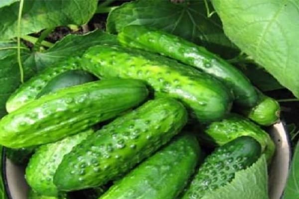 merchant cucumber