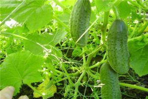 Description of the variety of cucumbers Swallow, features of cultivation and care