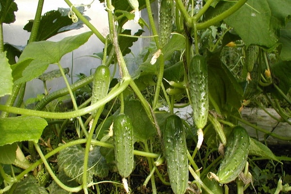 small cucumbers