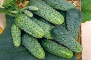 Description of the Lilliput cucumber variety, its characteristics and yield