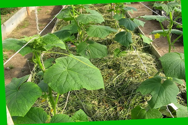 windowsill cucumbers