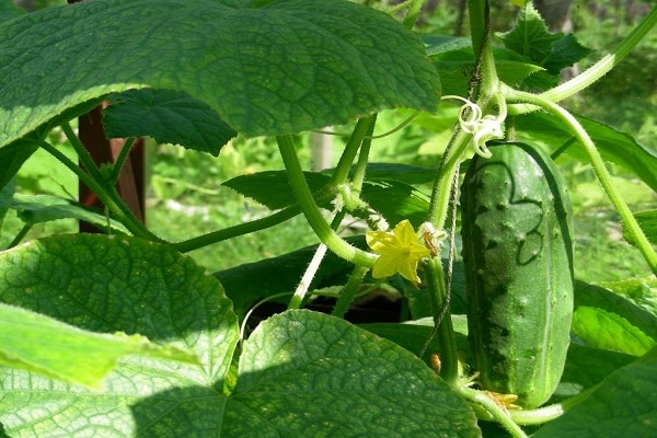 específico de la planta