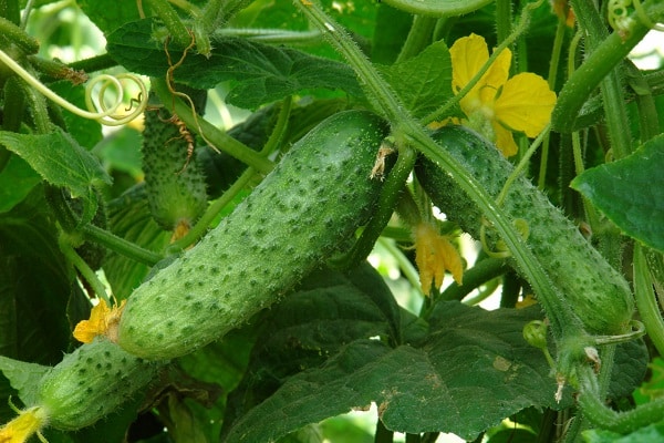 cucumber tops