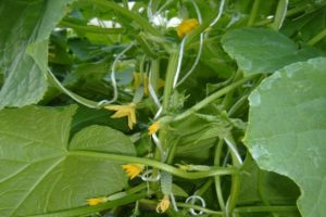 Description of the variety of cucumbers Beam splendor, its characteristics and productivity